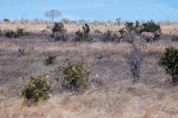 Eine Familie Von Zebras Beim Gassigehen Safari Kenia — Stockfoto