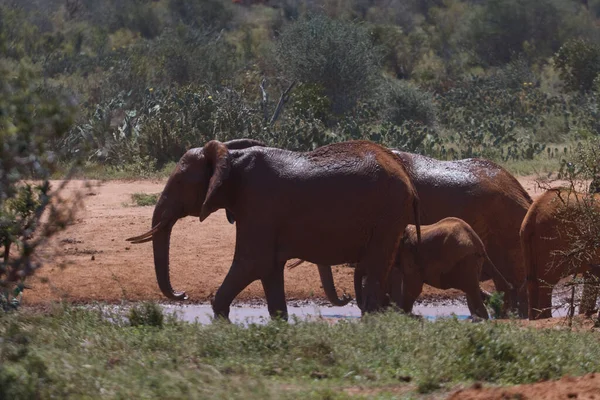 Gajah Safari Berjalan Kenia — Stok Foto