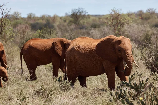 Passeio Safári Elefante Kenia — Fotografia de Stock