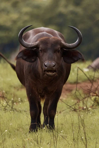 Buffalo Kenya Fauna Stock Photo