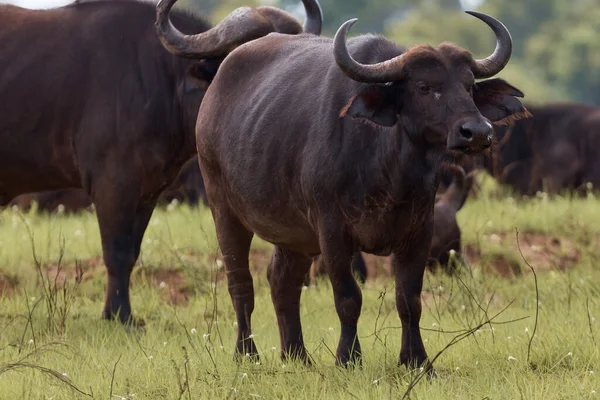 Een Buffel Dierenwandeling Safari Rechtenvrije Stockfoto's