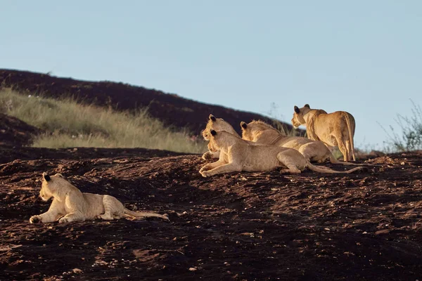 Keluarga Singa Berlibur Safari Kenya Stok Foto