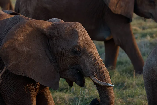 Portret Foto Van Een Olifant Een Wandeling Rechtenvrije Stockafbeeldingen