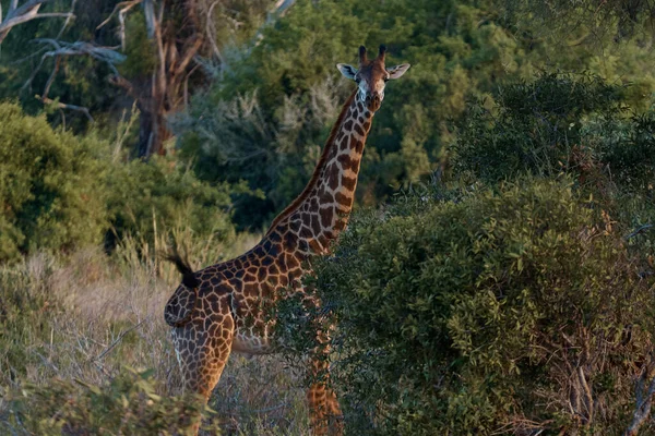 Fat Walk Wild Stock Image