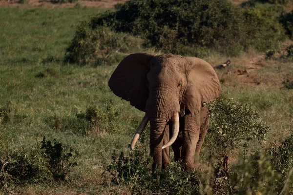 Foto Van Een Mooie Olifant Een Natuur Achtergrond Stockfoto