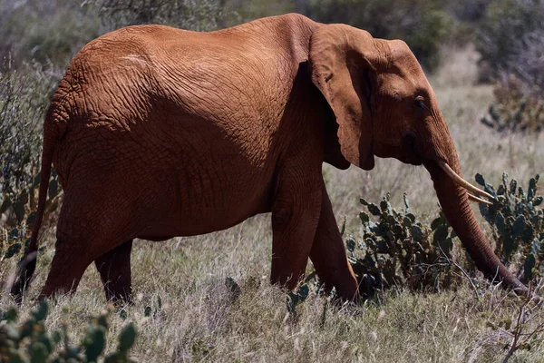 Elefánt Szafari Séta Kenia Stock Kép