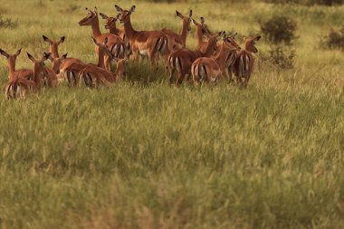 Kum-kahverengi Grant 'in ceylanı