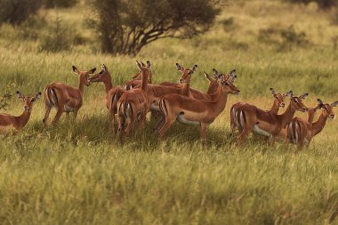 Kum-kahverengi Grant 'in ceylanı
