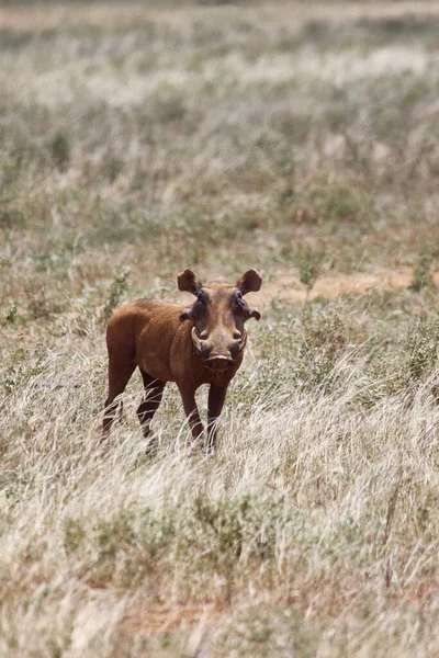 Wildschweine Kenia — Stockfoto