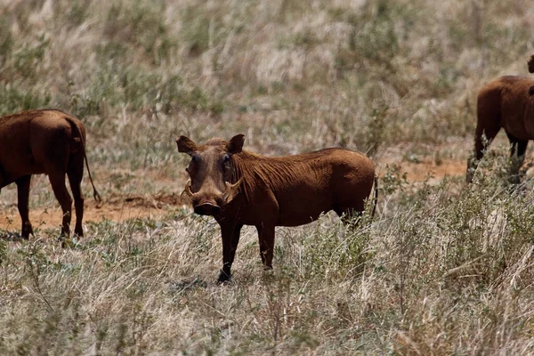 Auf Dem Foto Wild Hog Kenya Safari — Stockfoto