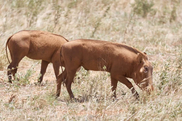 Dalam Gambar Foto Wild Hog Kenya Safari — Stok Foto