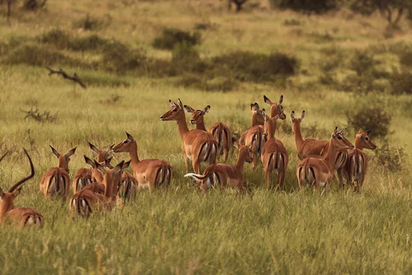 Luar Biasa Pasir Coklat Grant Gazelle — Stok Foto