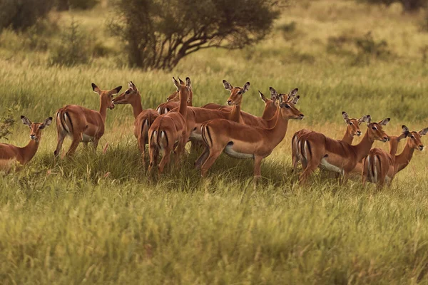 Unglaubliche Sandbraune Grant Gazelle — Stockfoto