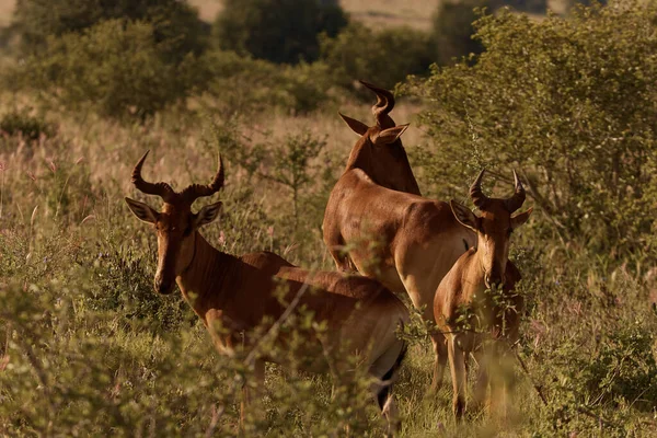 ภาพแสดงหน งในน ดและคงทนท ดของ Antelope Cote Hartebeest — ภาพถ่ายสต็อก