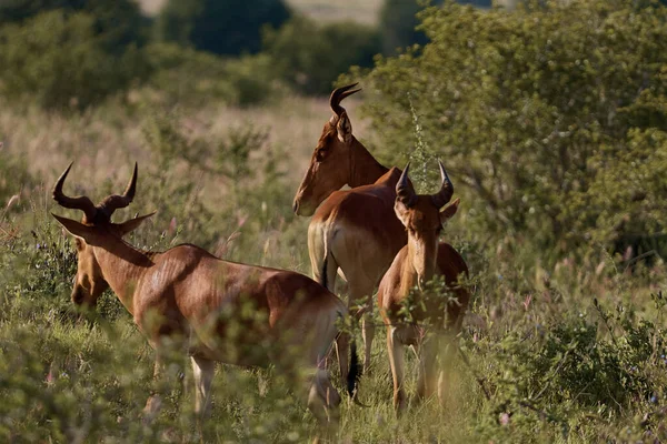 ภาพแสดงหน งในน ดและคงทนท ดของ Antelope Cote Hartebeest — ภาพถ่ายสต็อก