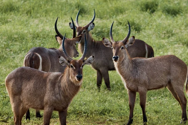 Unglaublicher Wasserbock Bei Einem Spaziergang Safari — Stockfoto