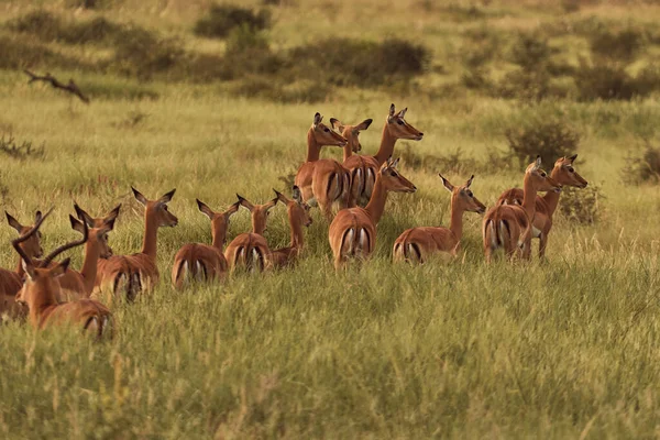 Luar Biasa Pasir Coklat Grant Gazelle — Stok Foto