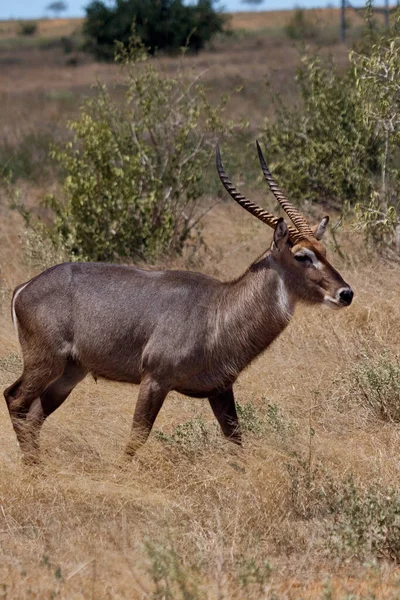 Waterbuck Jalan Menakjubkan Satwa Liar Kenya — Stok Foto