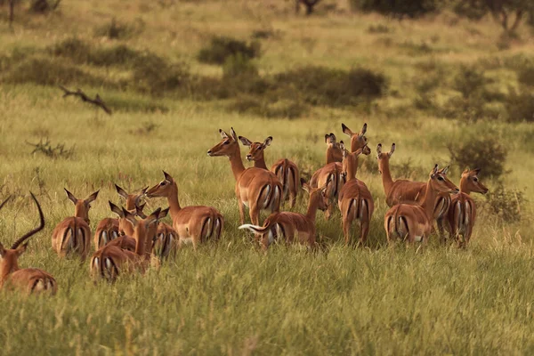 Incredible Sand Brown Grant Gazelle Stock Image