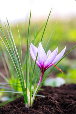 Çiçekli safran bitkisi. En pahalı baharat için krokus çiçeği topluyorum. Mor kır çiçekleri..