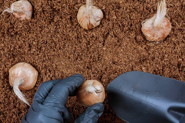 Planting crocus bulbs in the soil. Farmer in gloves planting saffron. Garden tools. — Stock Image Planting crocus bulbs in the soil. Farmer in gloves planting saffron. Garden tools. Stock Photo