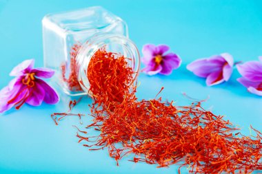 Safran baharatı mavi arka planda cam bir şişeye saçılmış. Safran tarlasından taze çiçekler..