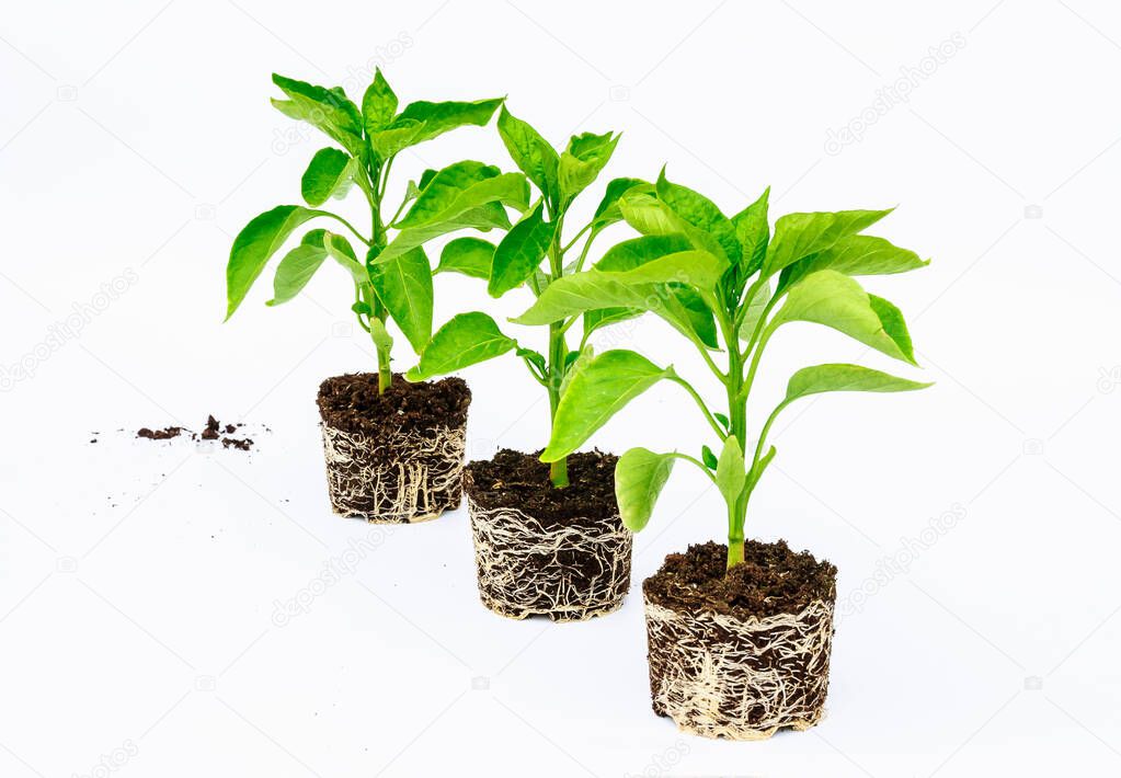 Three seedlings of bell pepper with a well-developed root system on a white background. Place for your text.