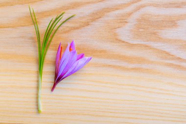 Tahta bir yüzeyde taze safran sapı ve çiçek. Boşluğu kopyala.