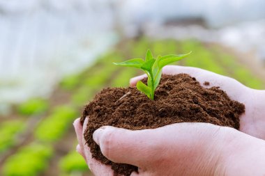 Çiftçi elinde biber fidanlarıyla toprağı tutuyor.