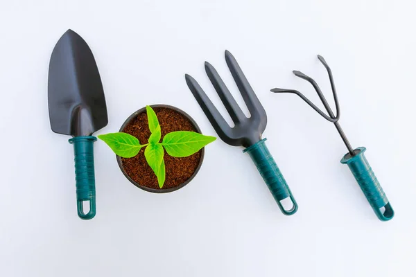 Gemüsesetzlinge Und Gartengeräte Auf Weißem Hintergrund — Stockfoto