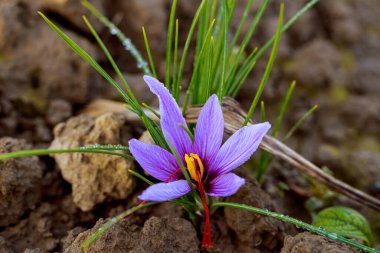 Safran tarlasında çiçek açarken safran çiçekleri.