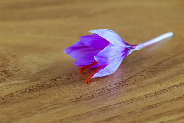 Fresh saffron flower on a wooden background. The use of saffron in medicine, cooking, cosmetology