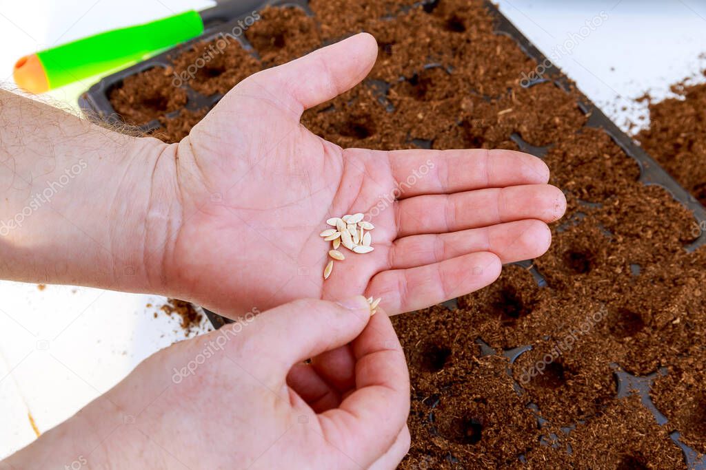 Gardener's hand seeding pepper seeds in the ground