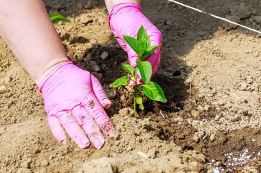 Sebze yetiştiriyorum. Toprağa tatlı biber tohumları ekiyorum. Ekoloji. Organik tarım. Tarım.