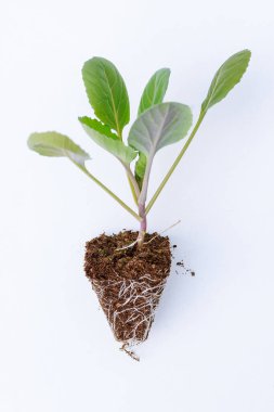Young cabbage seedlings on a white background ready for planting in the ground clipart