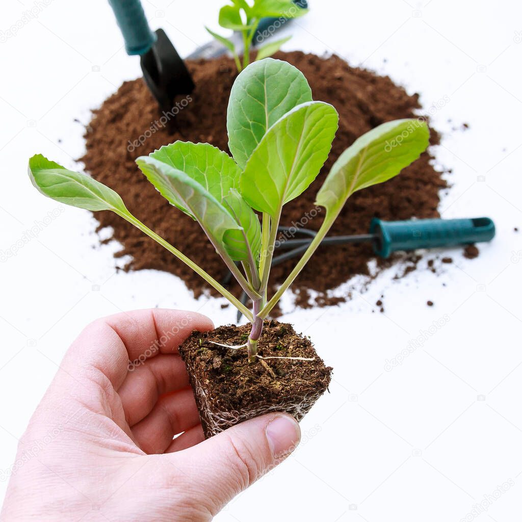 A gardening tools next to a seedling cabbage plant in compost. Cabbage seedlings are ready for planting in the ground.