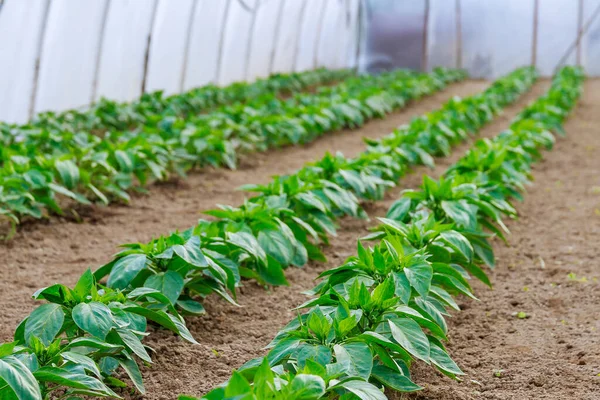 Fileiras Vegetais Pimentas Crescem Estufa Plantas Pimenta Uma Estufa — Fotografia de Stock