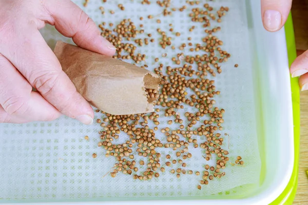 Proceso Plantación Semillas Bandejas Microecologización Germinación Semillas Microgreens Crecimiento — Foto de Stock