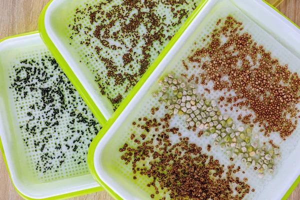 Der Prozess Der Saatgutaussaat Mikrobegrünungsschalen Keimung Von Samen Wachsende Kleinstgemüse — Stockfoto