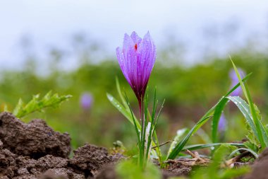 Bir tarladaki safran çiçeklerini kapatın. Krokus safranı, safran çiçeği, safran yaprakları.