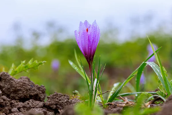 Bir tarladaki safran çiçeklerini kapatın. Krokus safranı, safran çiçeği, safran yaprakları.