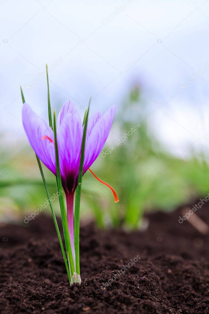Close up of saffron flowers in a field. Crocus sativus, saffron crocus, delicate saffron petals