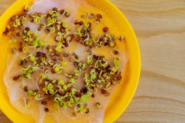 Mikro yeşillik yetiştirmek için filizlenmiş organik tohumların üst görünümü.