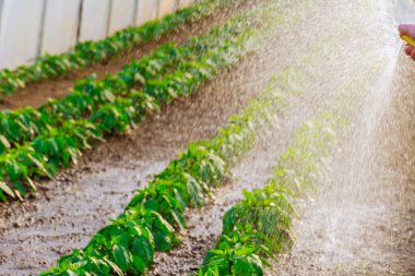 Büyüyen dolmalık biber. Genç biberleri hortumla sulamak. Yeşil biberler serada. Yumuşak odak.