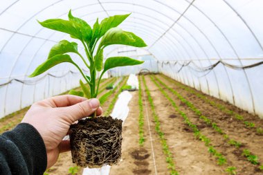 Sebze yetiştiriyorum. Toprağa tatlı biber tohumları ekiyorum. Ekoloji. Organik tarım. Tarım.