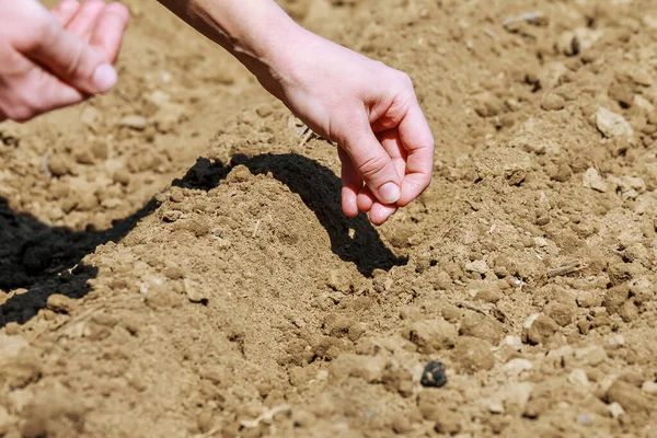 A gardeners hands sowing seeds in shallow furrow. woman hands sowing seeds