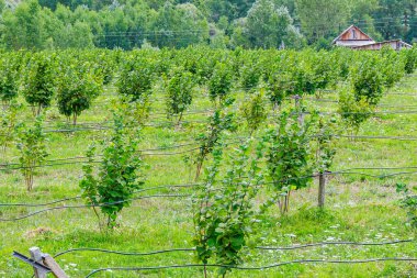 Fındık çalılı tarla. Fındık ekmek için lavaj. Büyüyen fındık.