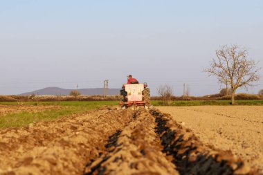 Mavi traktörlü çiftçi patates ekiyor.