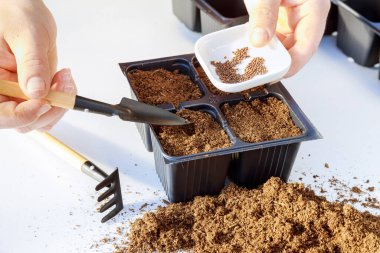 Çiftçiler toprağa tohum ekiyor. Siyah plastik kaplarda turba üzerine ekilmiş tohumlar.