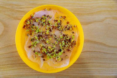 Tahta bir arka planda, sarı bir plaka içinde büyüyen mikro yeşil tohumlar için en iyi vietop görüntüsü. Sarı bir plaka içinde mikroçim yetiştirmek için filizlenmiş tohumlar..